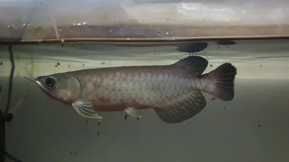 Arowana green pino arwana