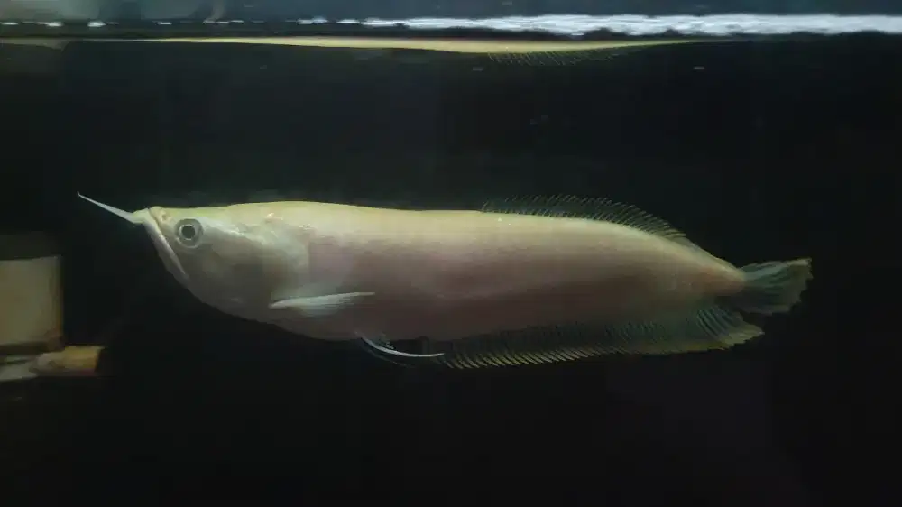 Arowana silver albino arwana