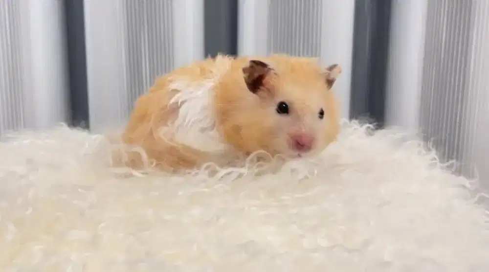 Hamster Syrian Longhair Senior Bekasi