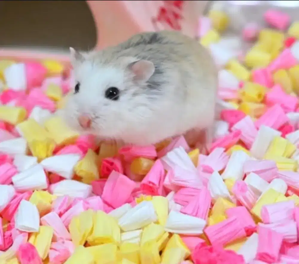 Hamster Roborovski Husky White Face