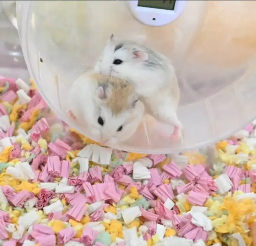 Hamster Roborovski Husky White Face Senior