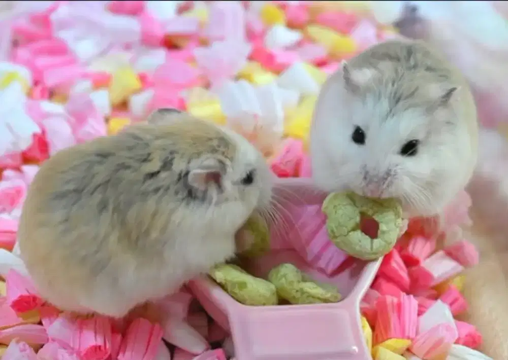 Hamster Roborovski Husky White Face Senior