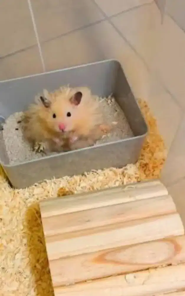 Hamster Cream Blackear Longhair Senior