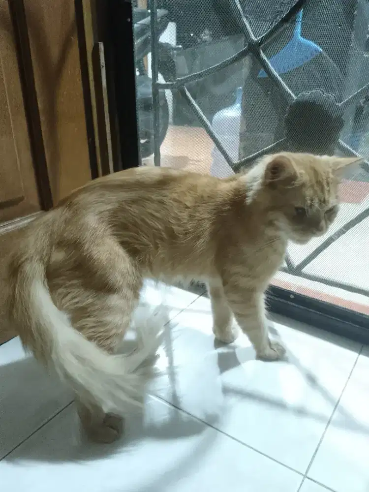 Kucing Jantan Persia Oranye 2.5tahun