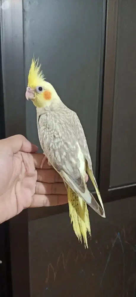 Falk - Parkit Australia Jinak