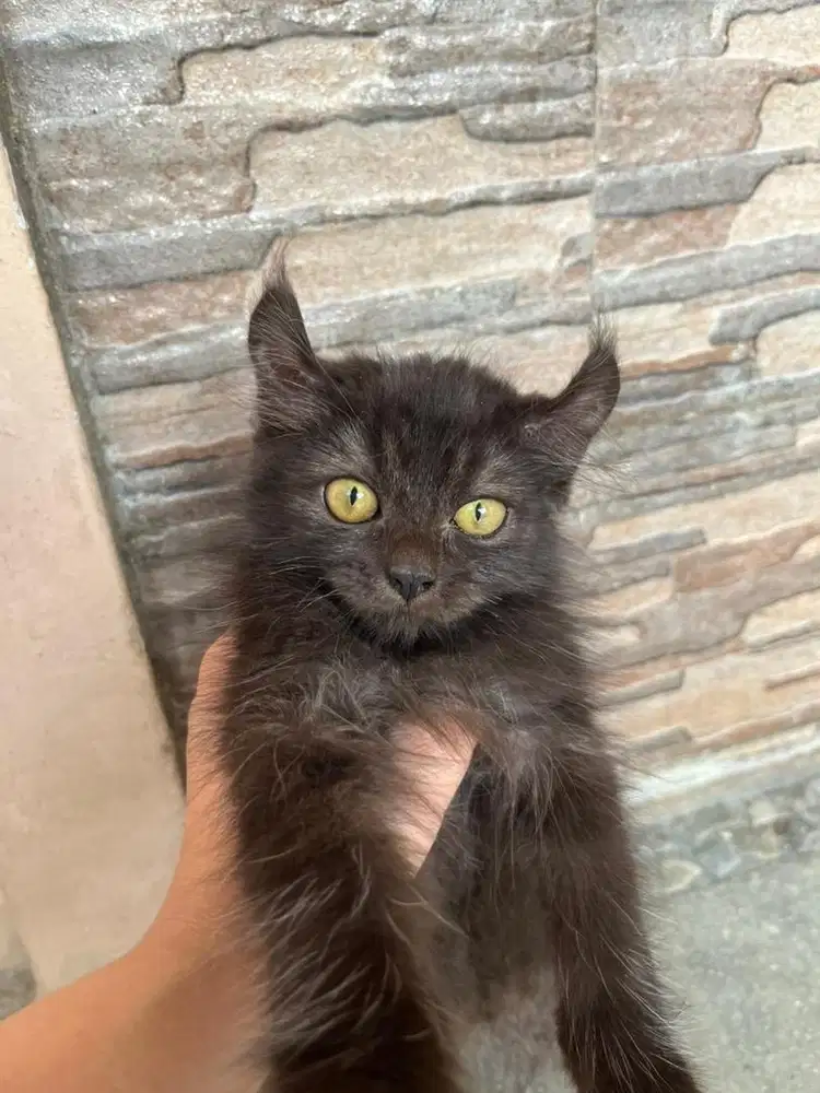 Jual Kucing Murah Mix Munchkin Kinkalow