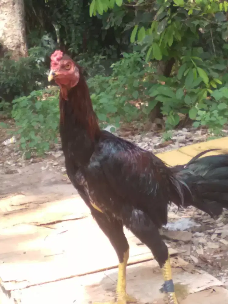 Bangkok Muda mangon Cikal Jalu RenTeng.