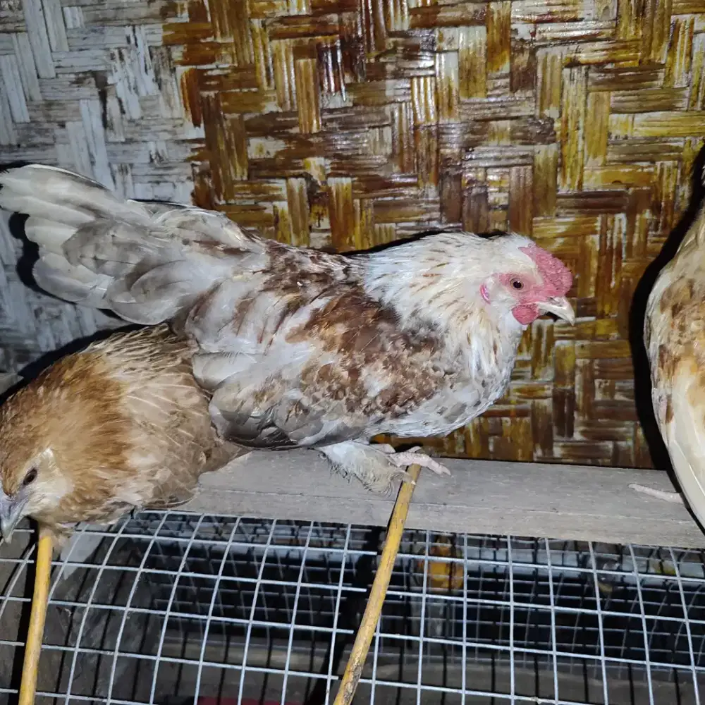 Anakkan Ayam Kate satuan