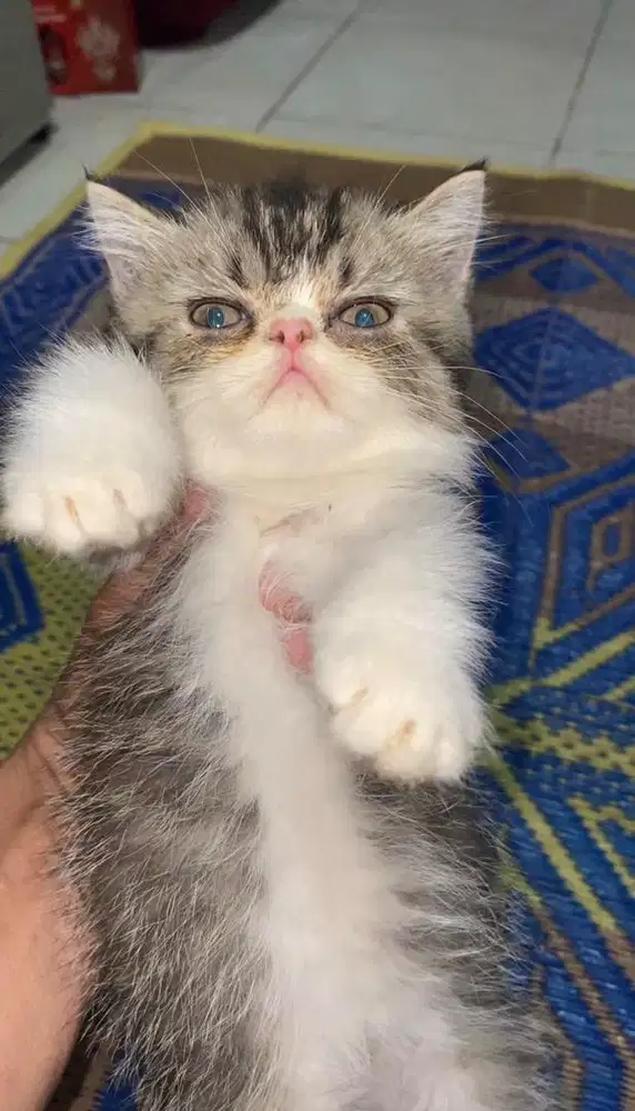 LA kitten 3 bulan jenis peaknose Jantan