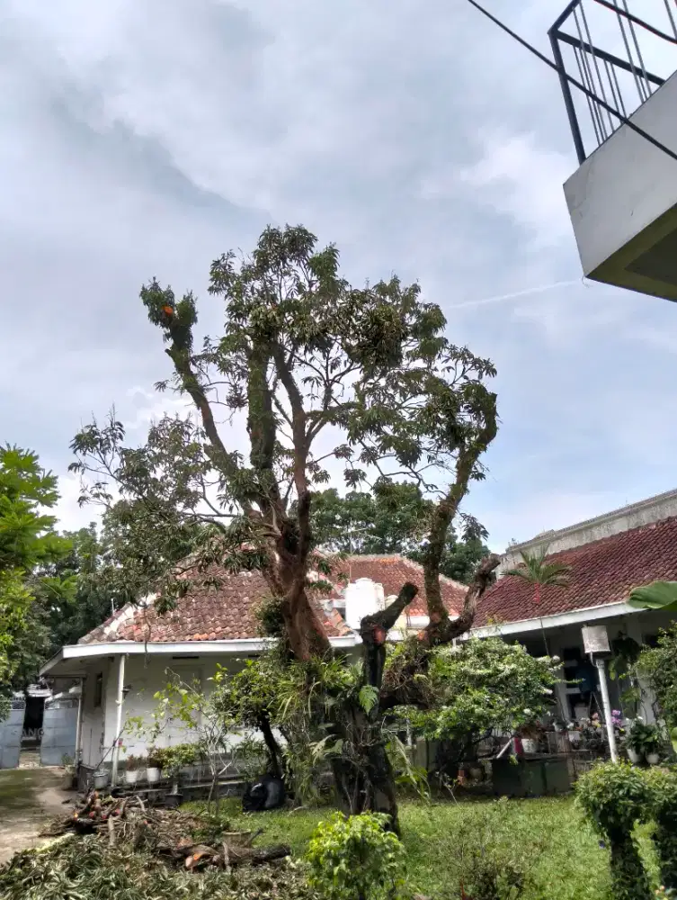 Jasa tebang pohon dan potong rumput