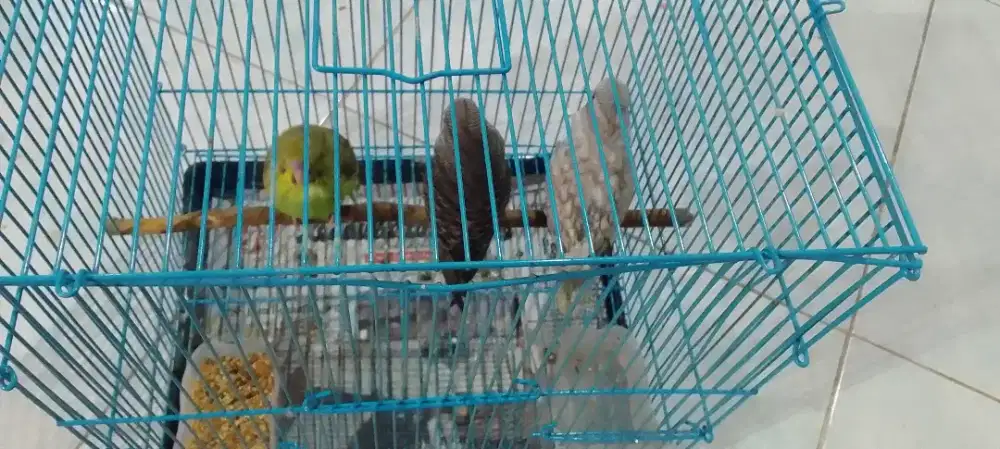 Paud parkit msh Loloh/ spet