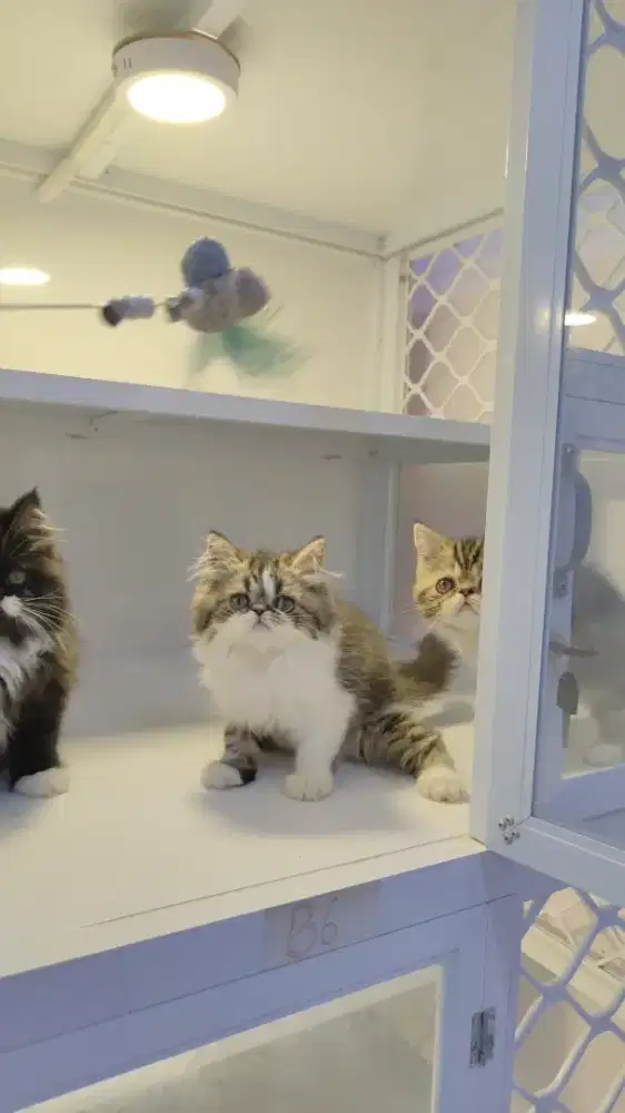 Kucing kitten ras peaknose exo dan LH