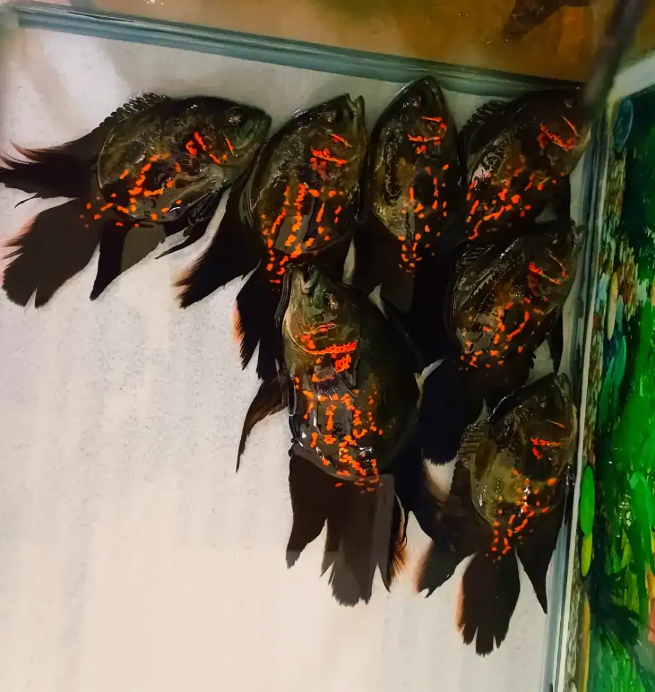 Ikan oscar tiger slayer, jarang ada