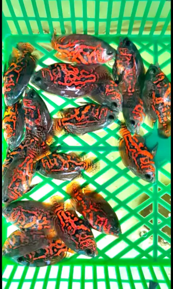 25 ekor ikan oscar red leopard jual borong