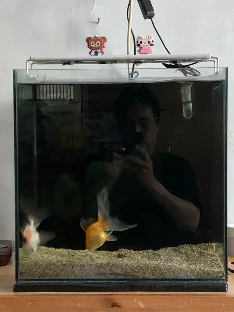 Aquarium 40x40cm sump belakang, goldfish 2ekor