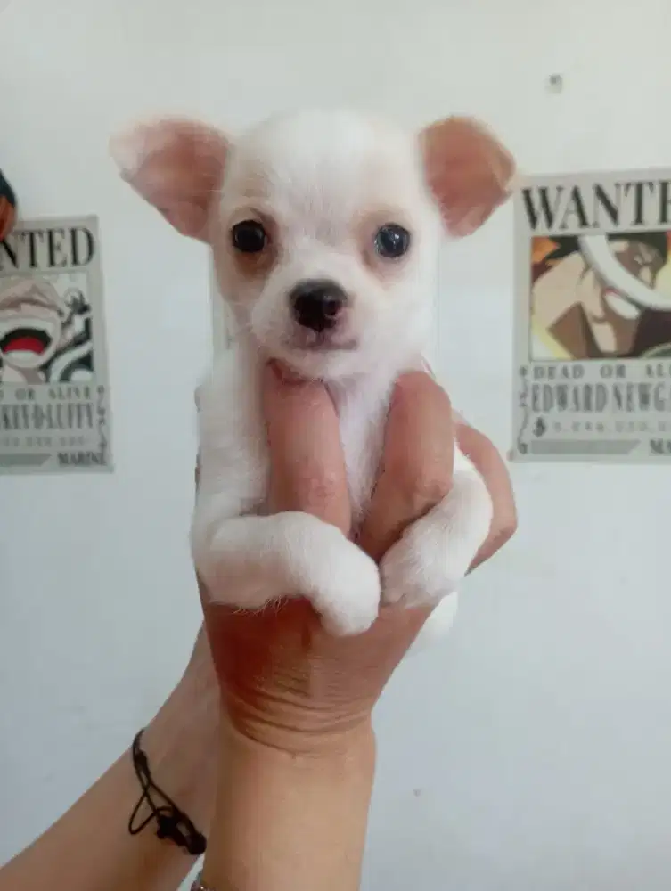 Chihuahua betina no stb