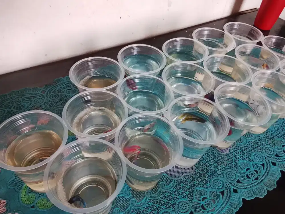 Ready Cupang, aquarium, makanan