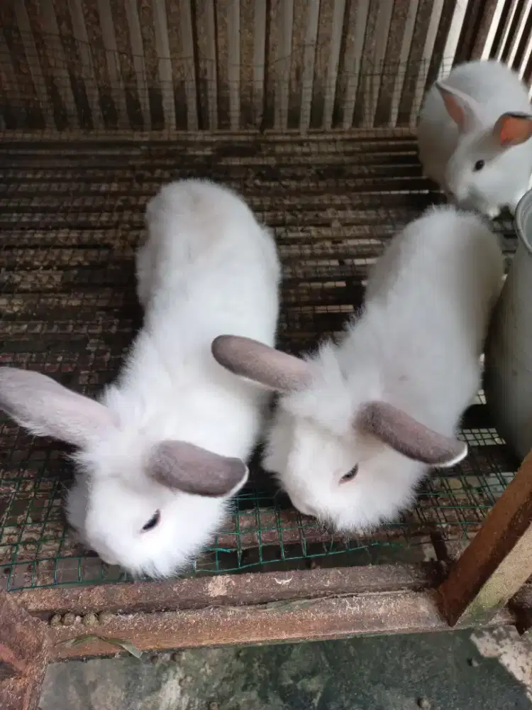Kelinci umur 2 bulanan
