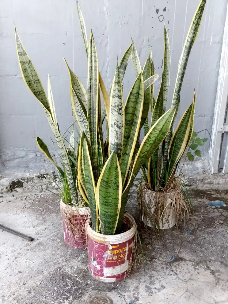 Tanaman lidah mertua