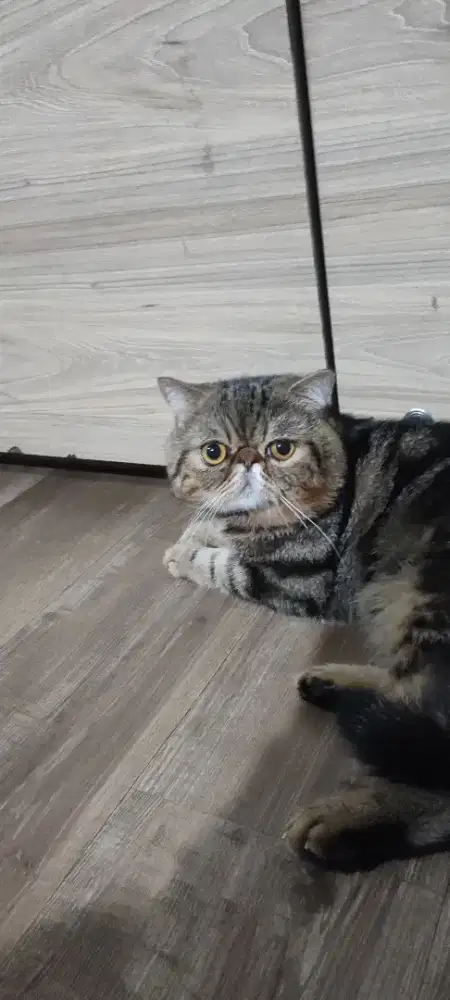 Kucing Jantan Exotic Shorthair (lepas BU)