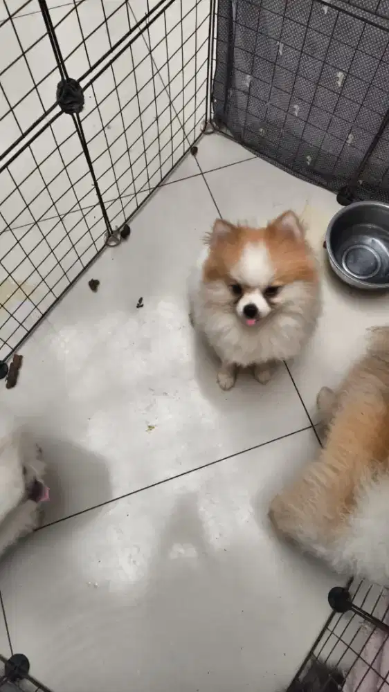 Minipom party jantan