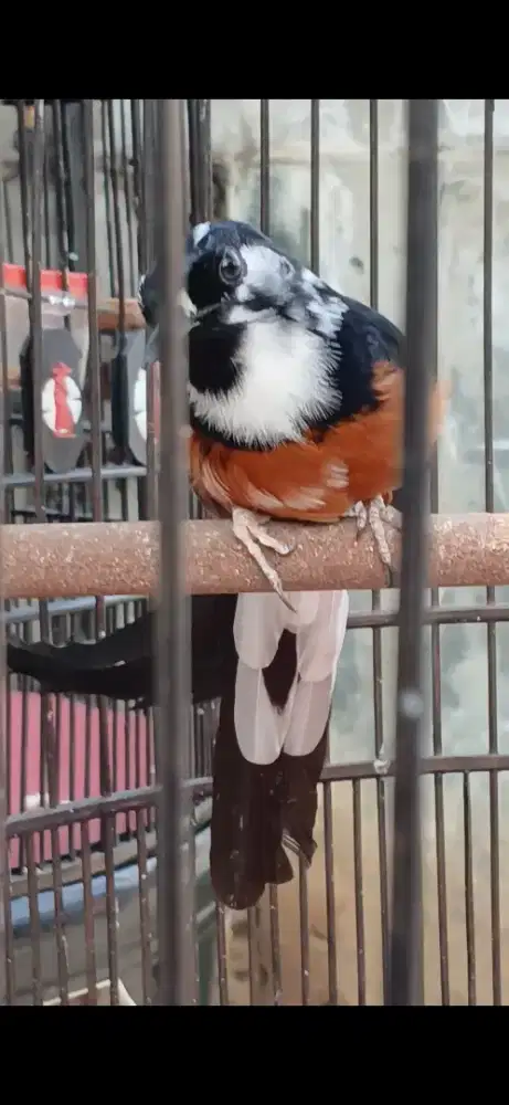 Murai jantan Blorok Trah panda pe 23.5cm