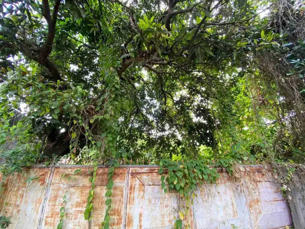 DIJUAL TANAH LOKASI JALAN SIDAKARYA SESETAN