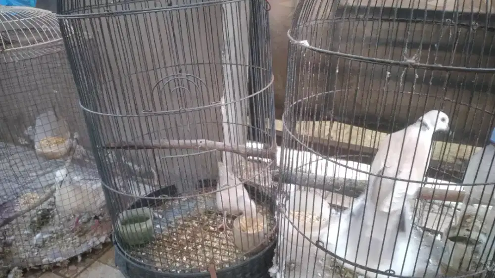 Burung puter albinoxpelung