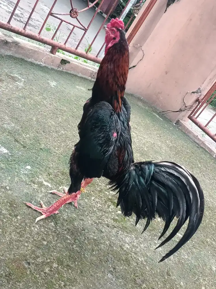 Ayam jantan habis mabung gress