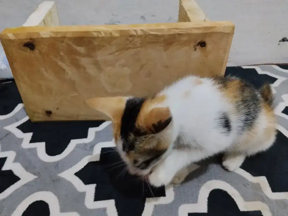 KITTEN CALICO DOMESTIK JANTAN
