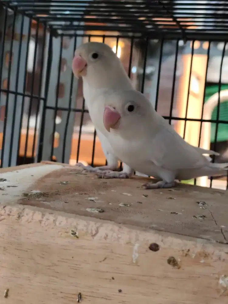 Burung Love bird Albino