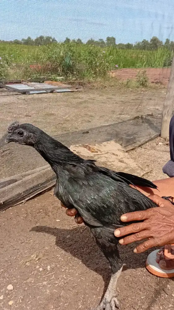 Ayam cemani lokasi Banjarmasin
