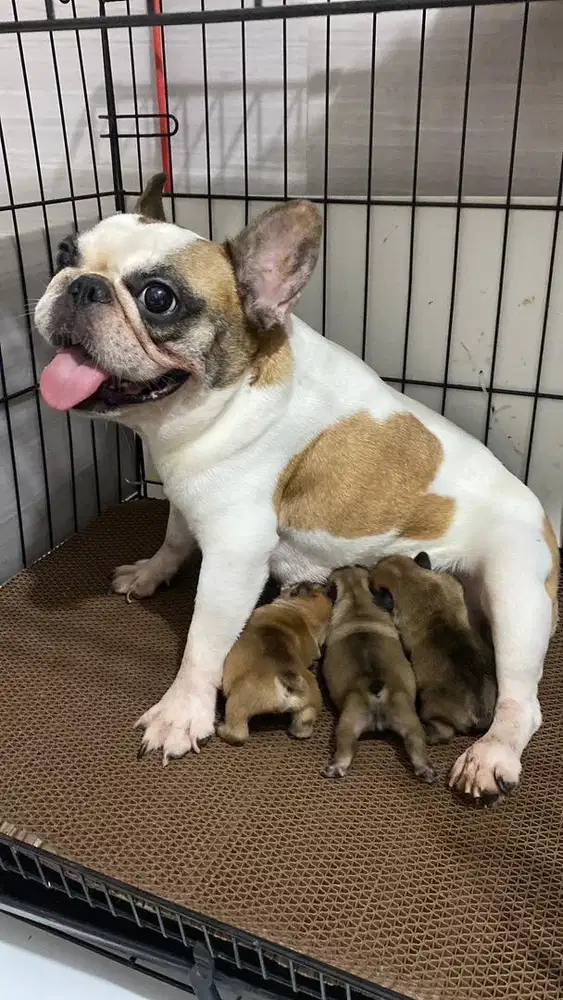 Indukan french bulldog murmer