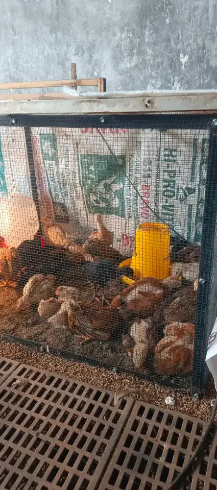 Doc ayam kampung kub super