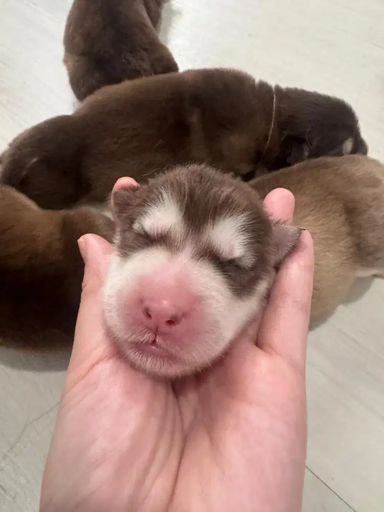 OPEN ADOPT GIANT ALASKAN MALAMUTE