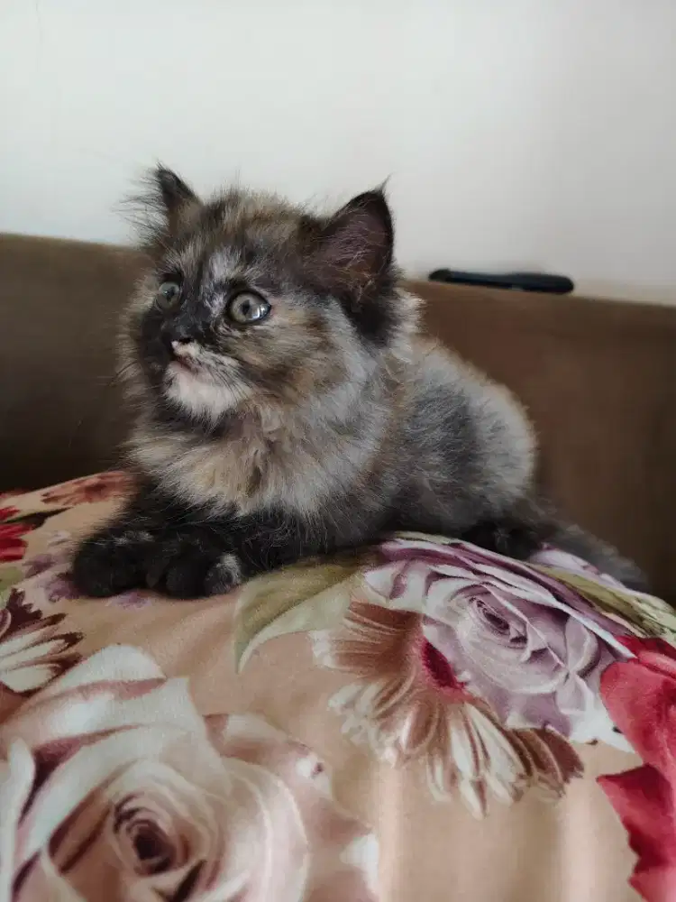 Open adop kitten Himalaya ,persia
