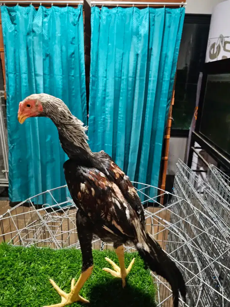 Ayam Shamo Eropa 3C Sepasang usia 3,5 bulan