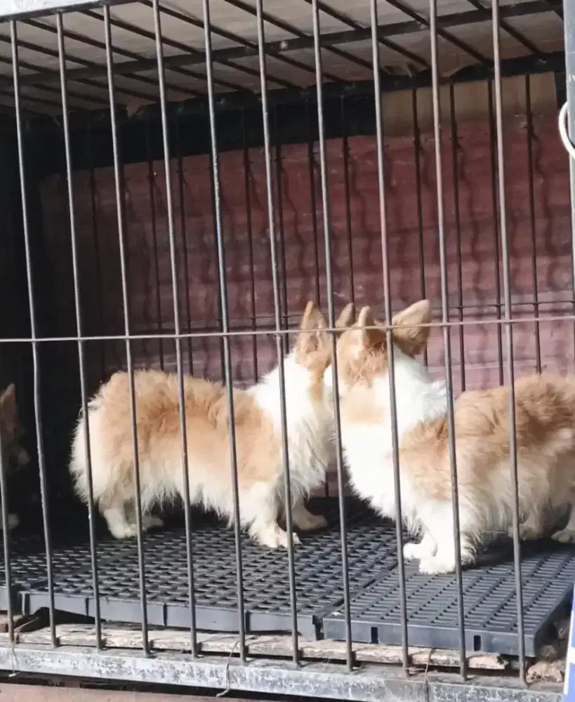 Welsh corgi ada 3 ekor betina siap ternak
