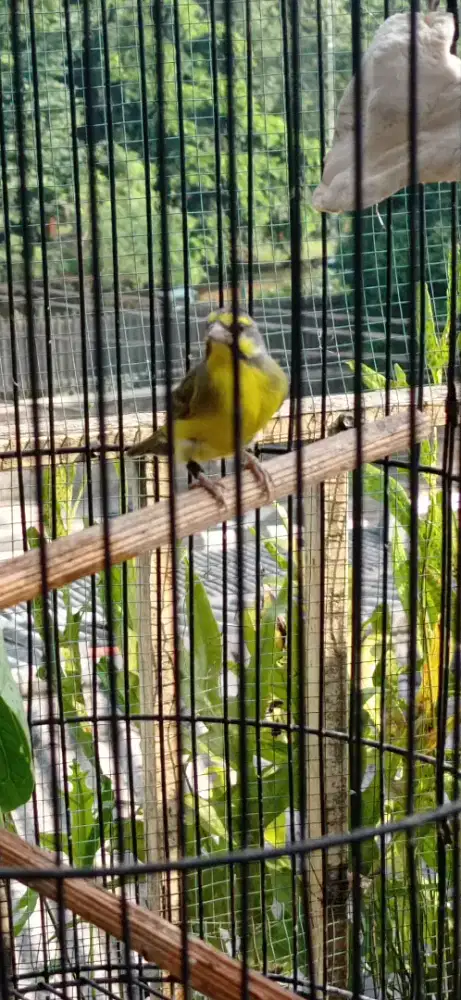 Burung Mozambik Gacor