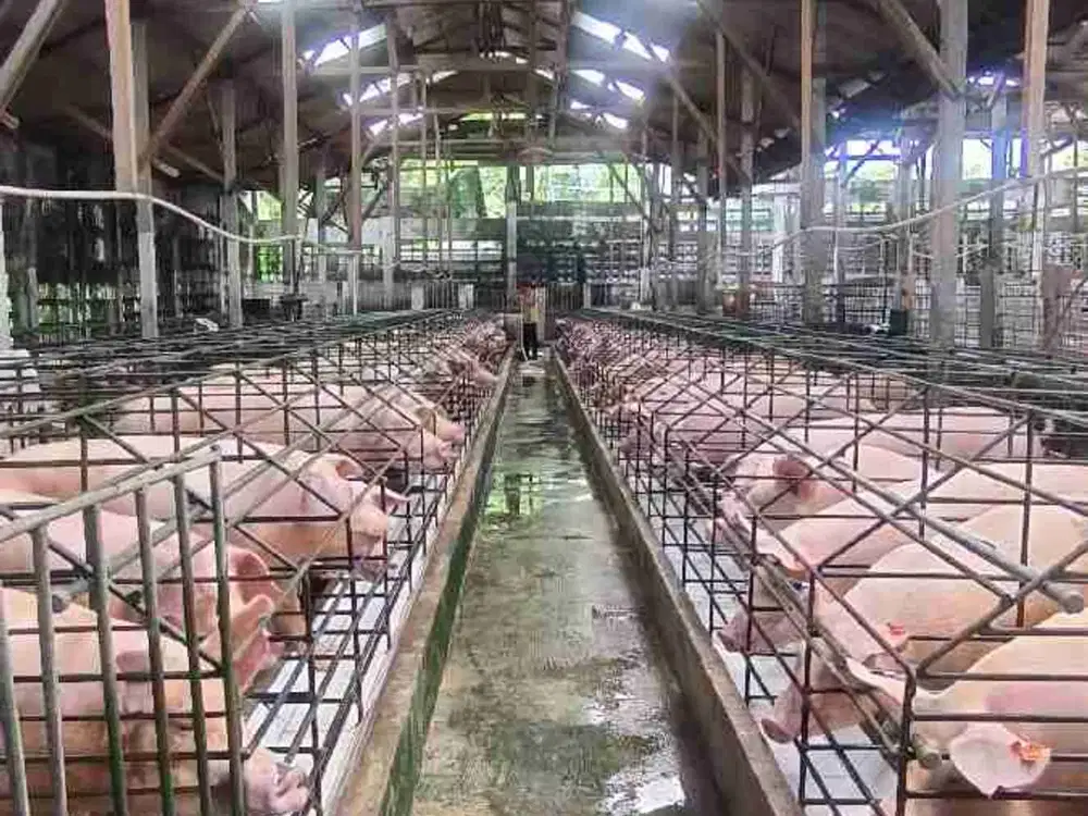 PETERNAKAN BABI PRODUKTIF