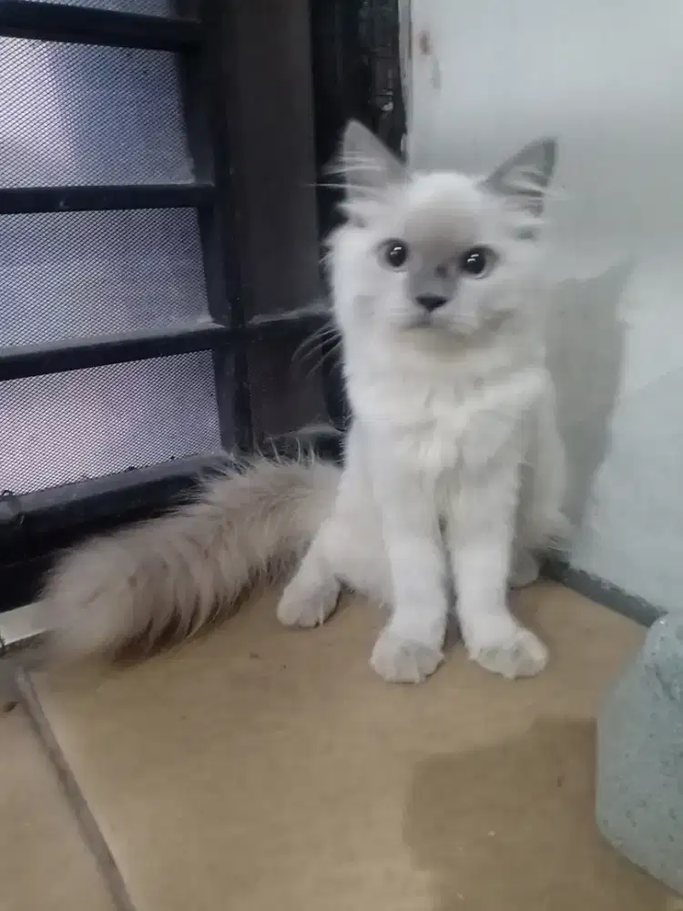 Kitten betina himalaya