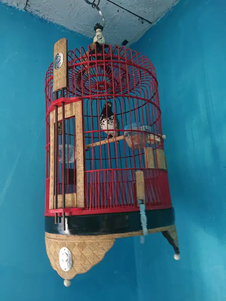 Anis kembang fs bt murai