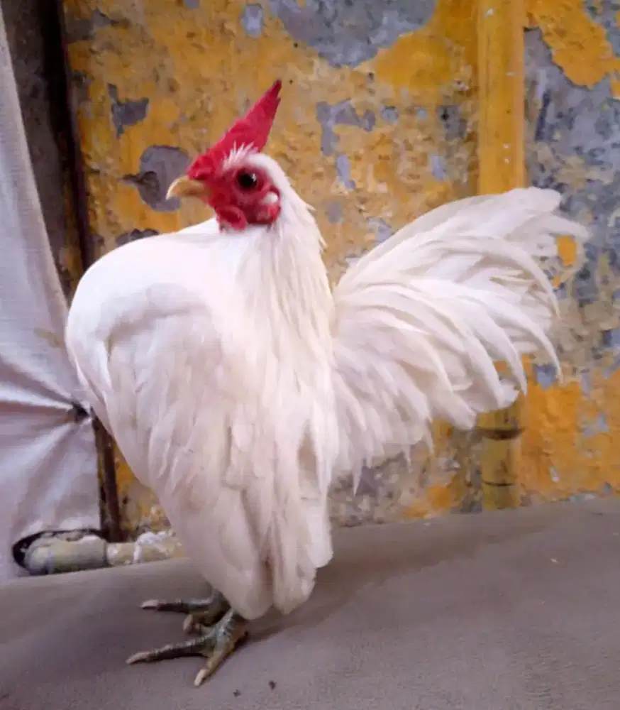 Ayam Serama banyak pilihan.di Jagakarsa Jakarta Selatan