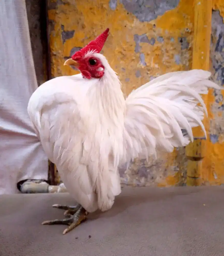 Ayam Serama jantan warna bgs2 di Jagakarsa Jakarta Selatan