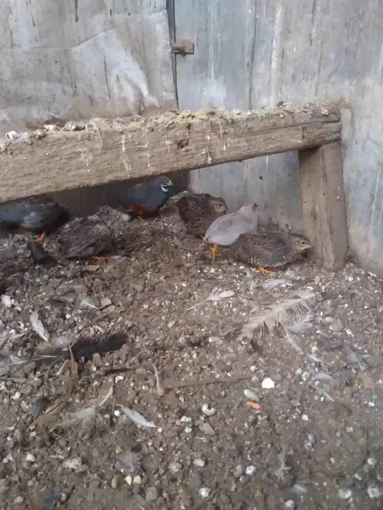 Burung puyuh batu indukan muda