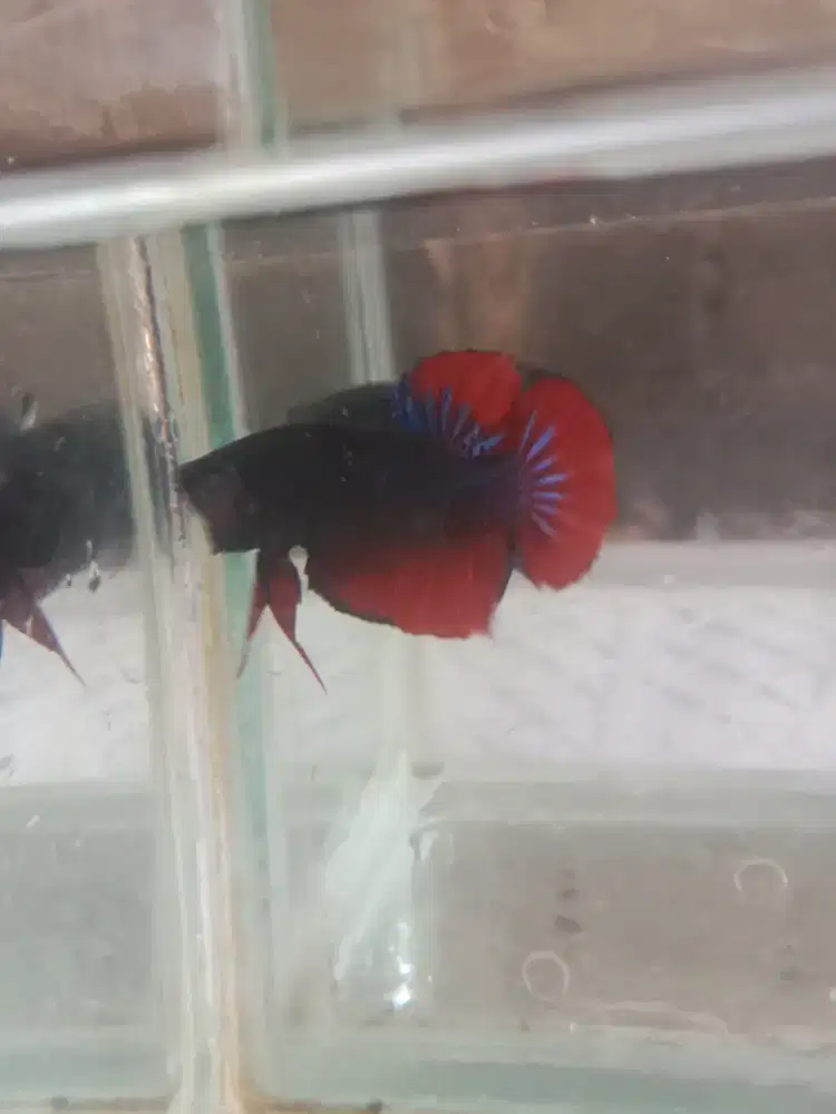 mainan cupang adu mds dan tailand