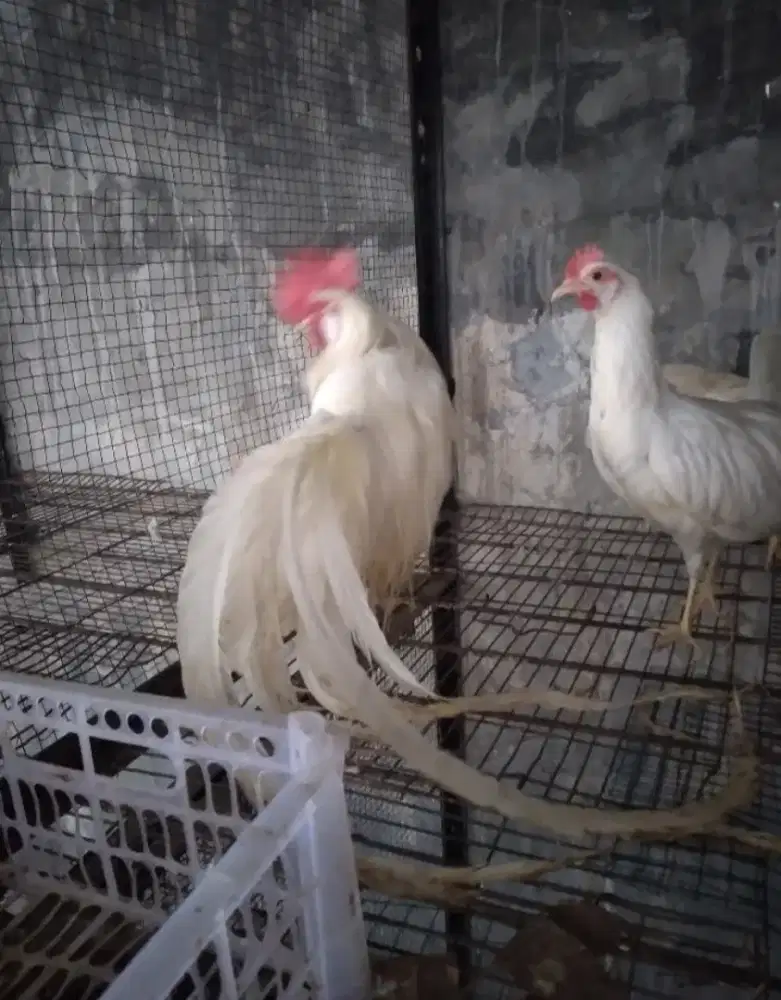 Ayam onagadori anakan