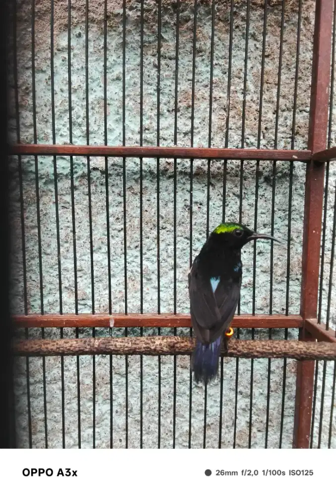 Kolibri ninja dada merah