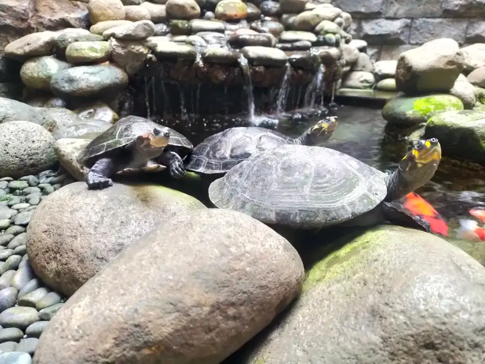 Kura Badut Unifilis Calon Indukan