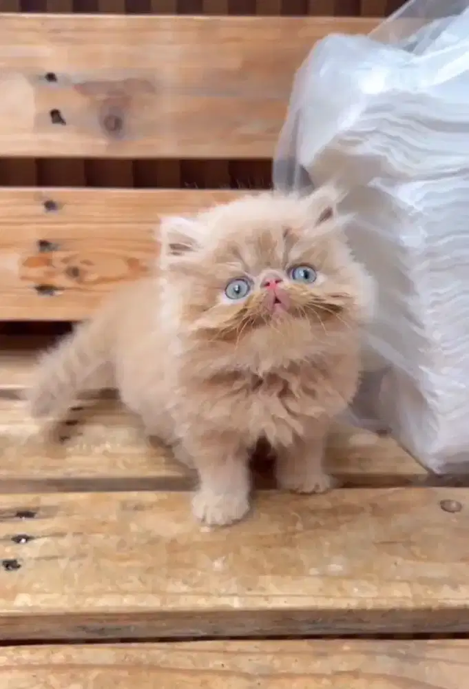 Kucing kitten betina gembul